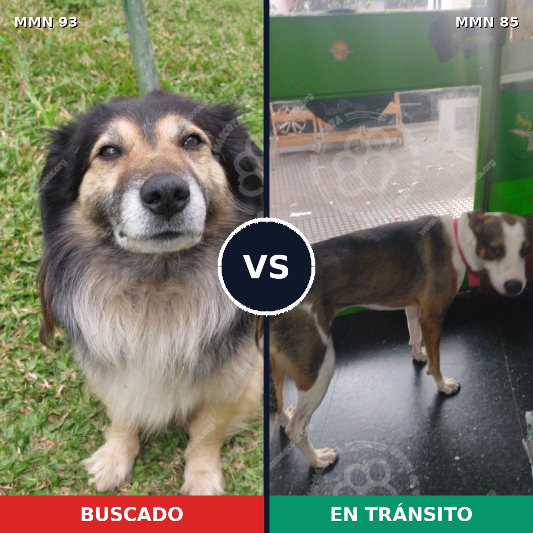 Comparativa MMS 2820: mascota perdida y mascota encontrada, 6% de similitud