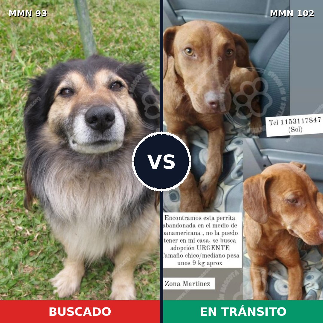 Comparativa MMS 2822: mascota perdida y mascota encontrada, 55% de similitud