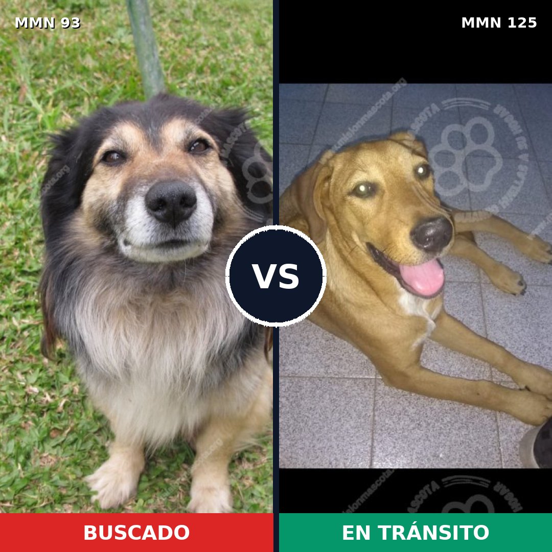 Comparativa MMS 2823: mascota perdida y mascota encontrada, 42% de similitud