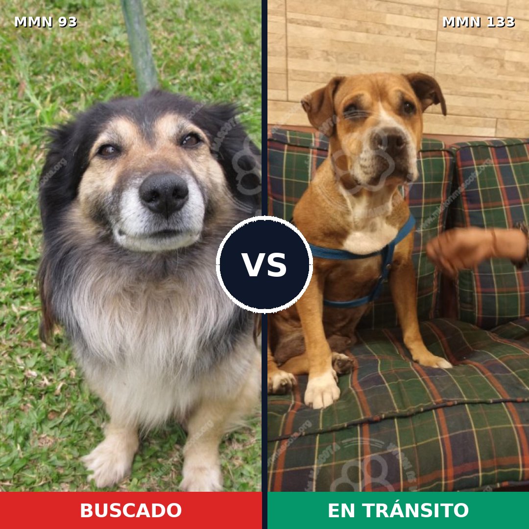 Comparativa MMS 2824: mascota perdida y mascota encontrada, 46% de similitud