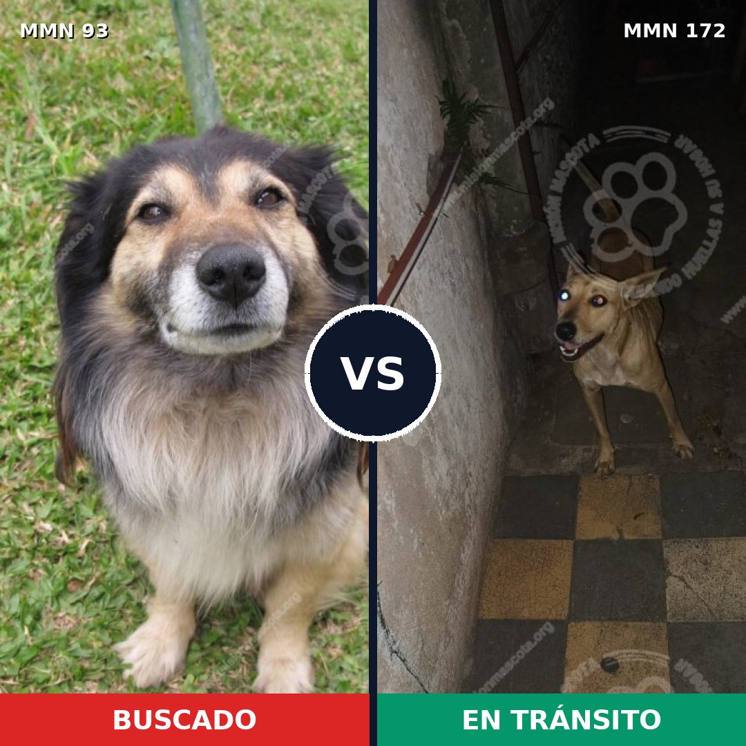 Comparativa MMS 2825: mascota perdida y mascota encontrada, 59% de similitud