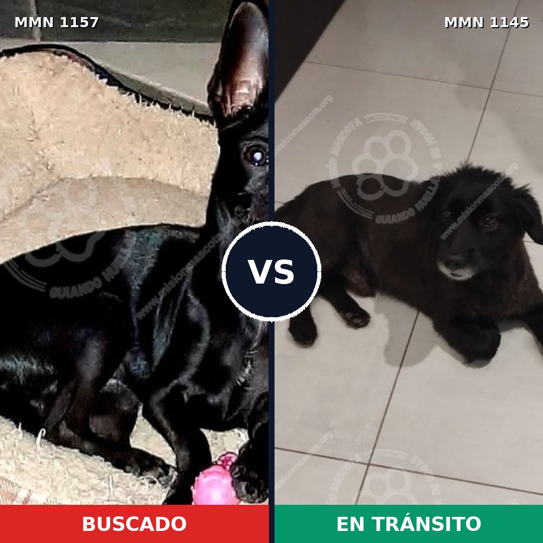 Comparativa MMS 28251: mascota perdida y mascota encontrada, 49% de similitud