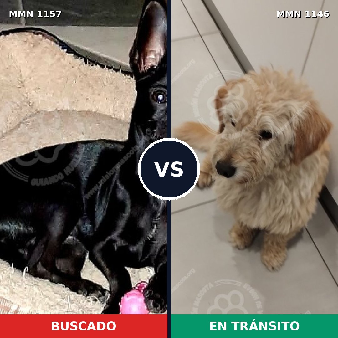 Comparativa MMS 28252: mascota perdida y mascota encontrada, 34% de similitud