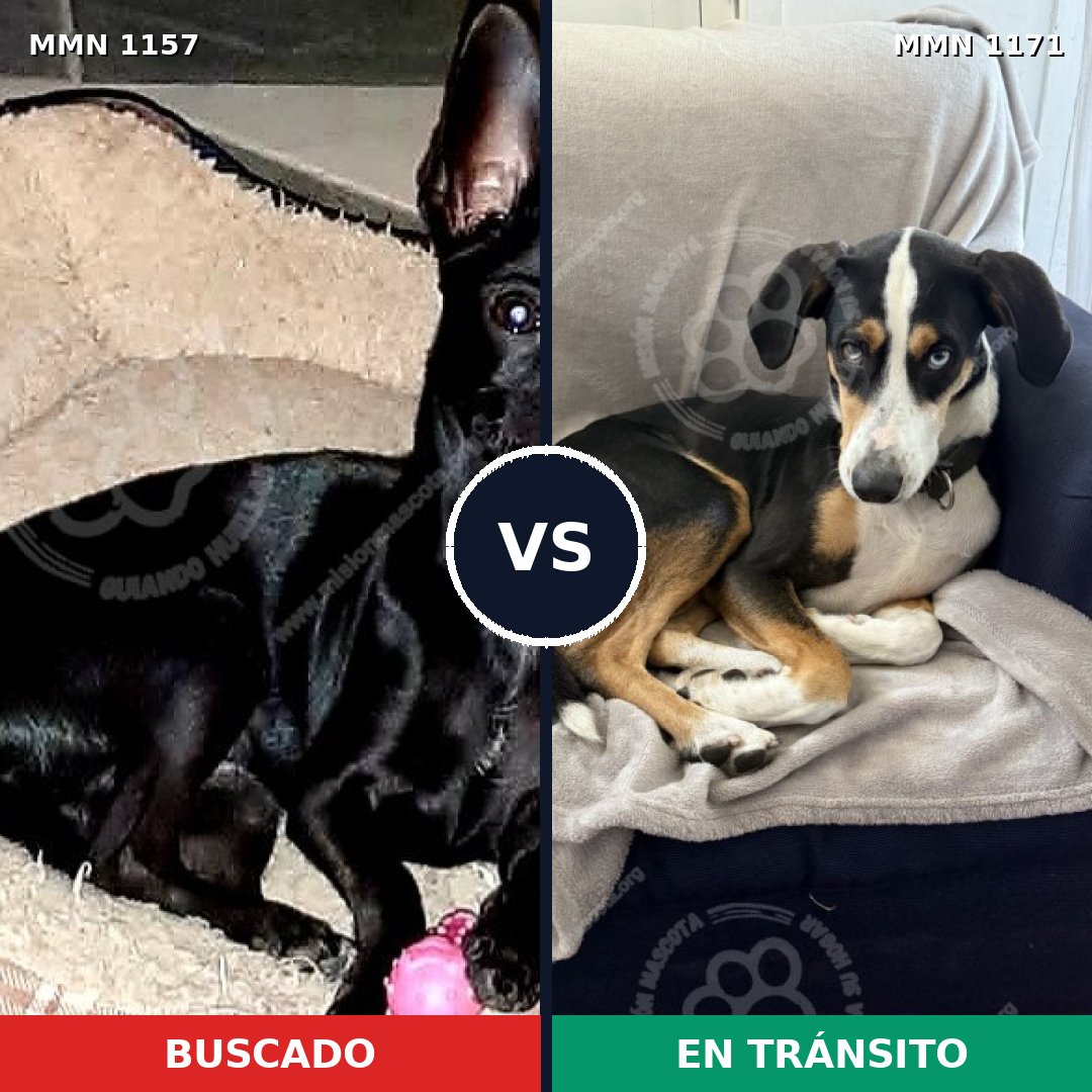 Comparativa MMS 28253: mascota perdida y mascota encontrada, 50% de similitud