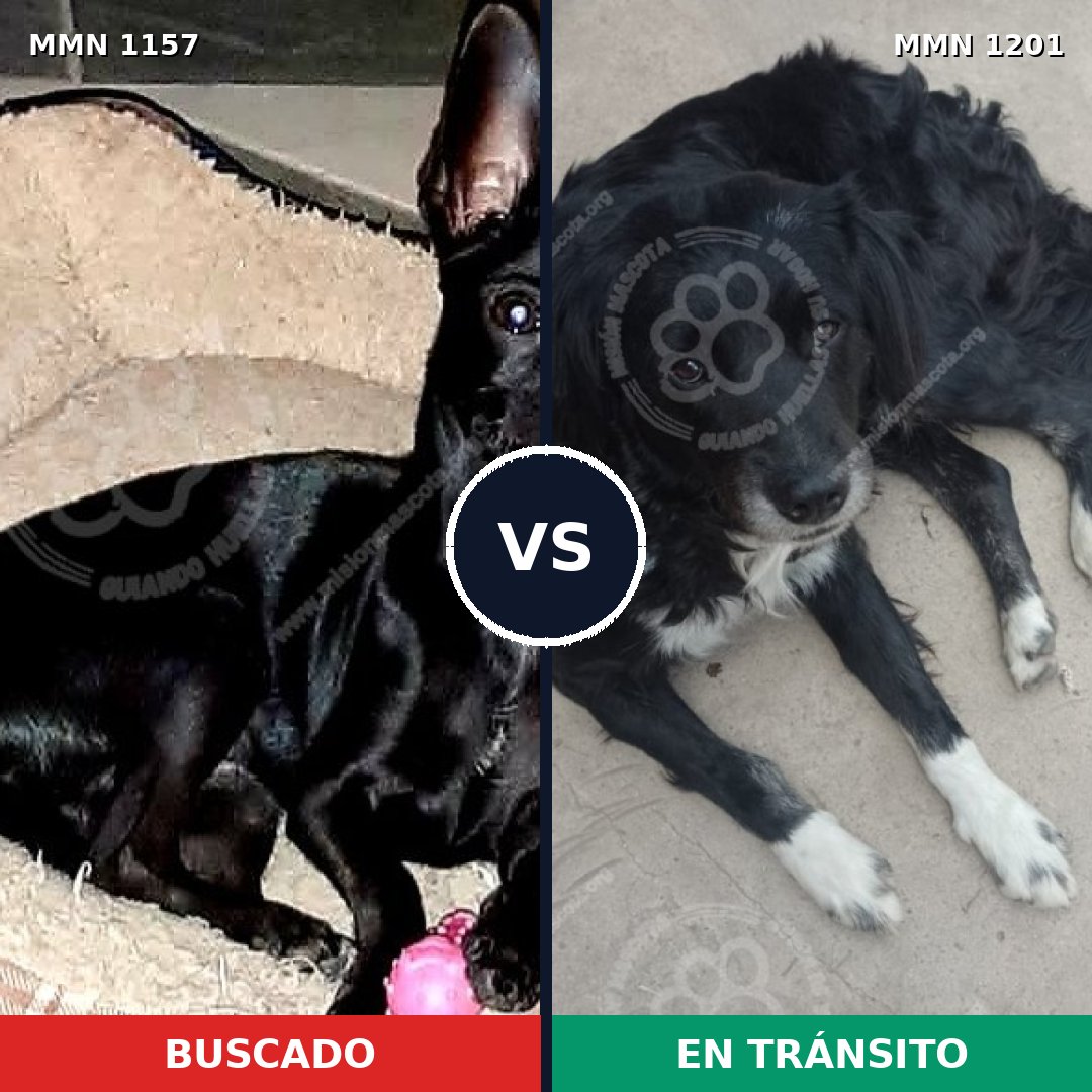 Comparativa MMS 28255: mascota perdida y mascota encontrada, 38% de similitud