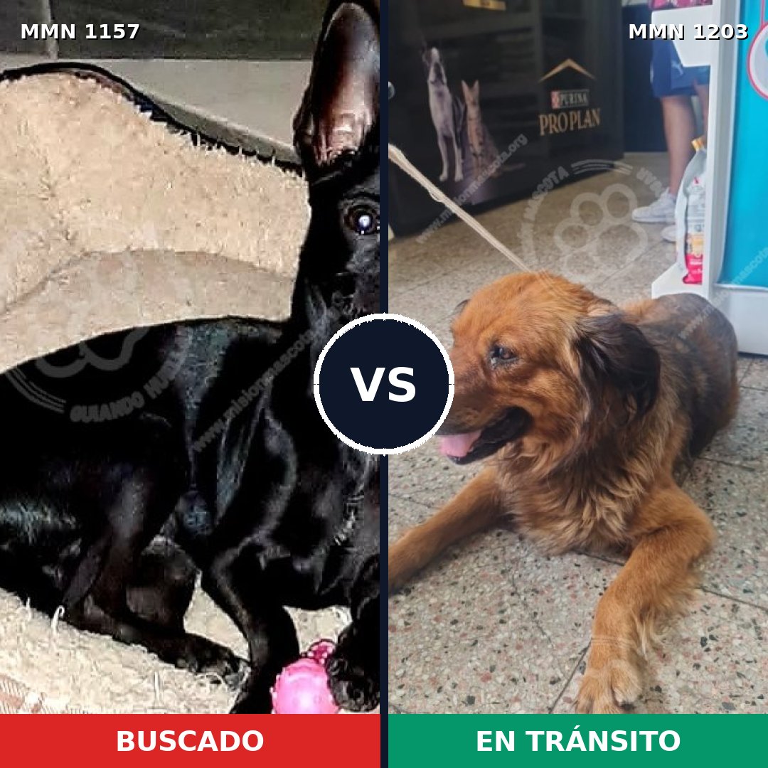 Comparativa MMS 28256: mascota perdida y mascota encontrada, 36% de similitud
