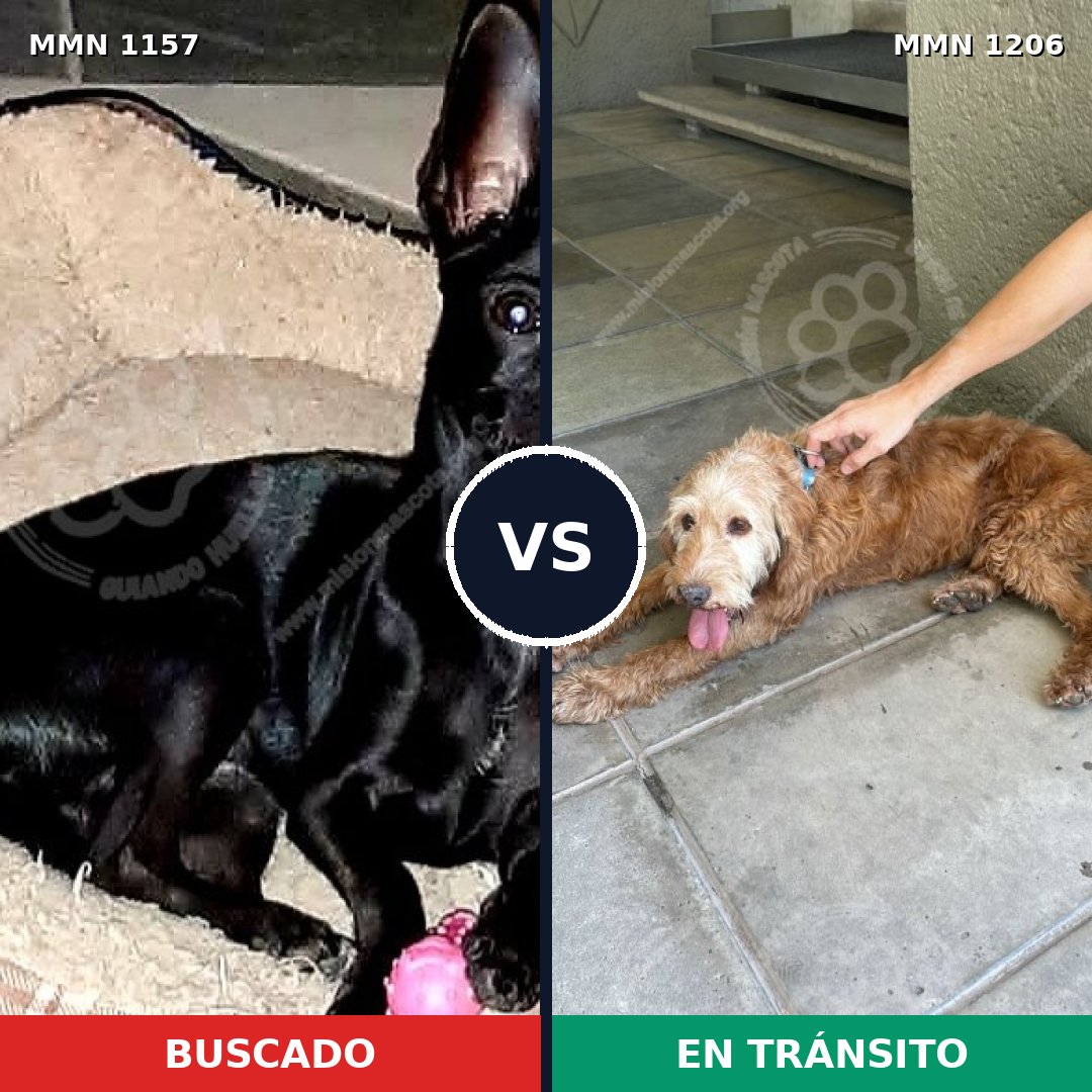 Comparativa MMS 28257: mascota perdida y mascota encontrada, 24% de similitud