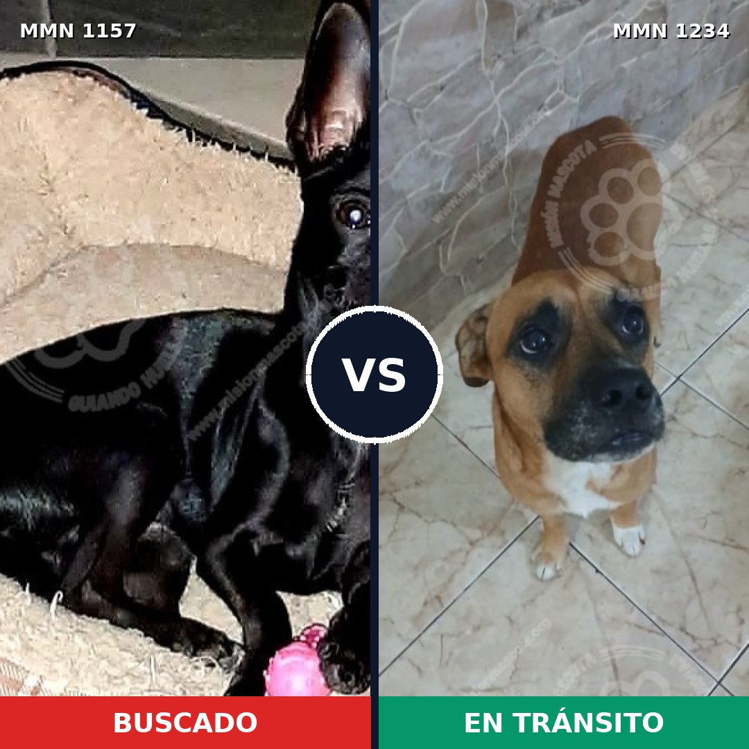 Comparativa MMS 28259: mascota perdida y mascota encontrada, 22% de similitud