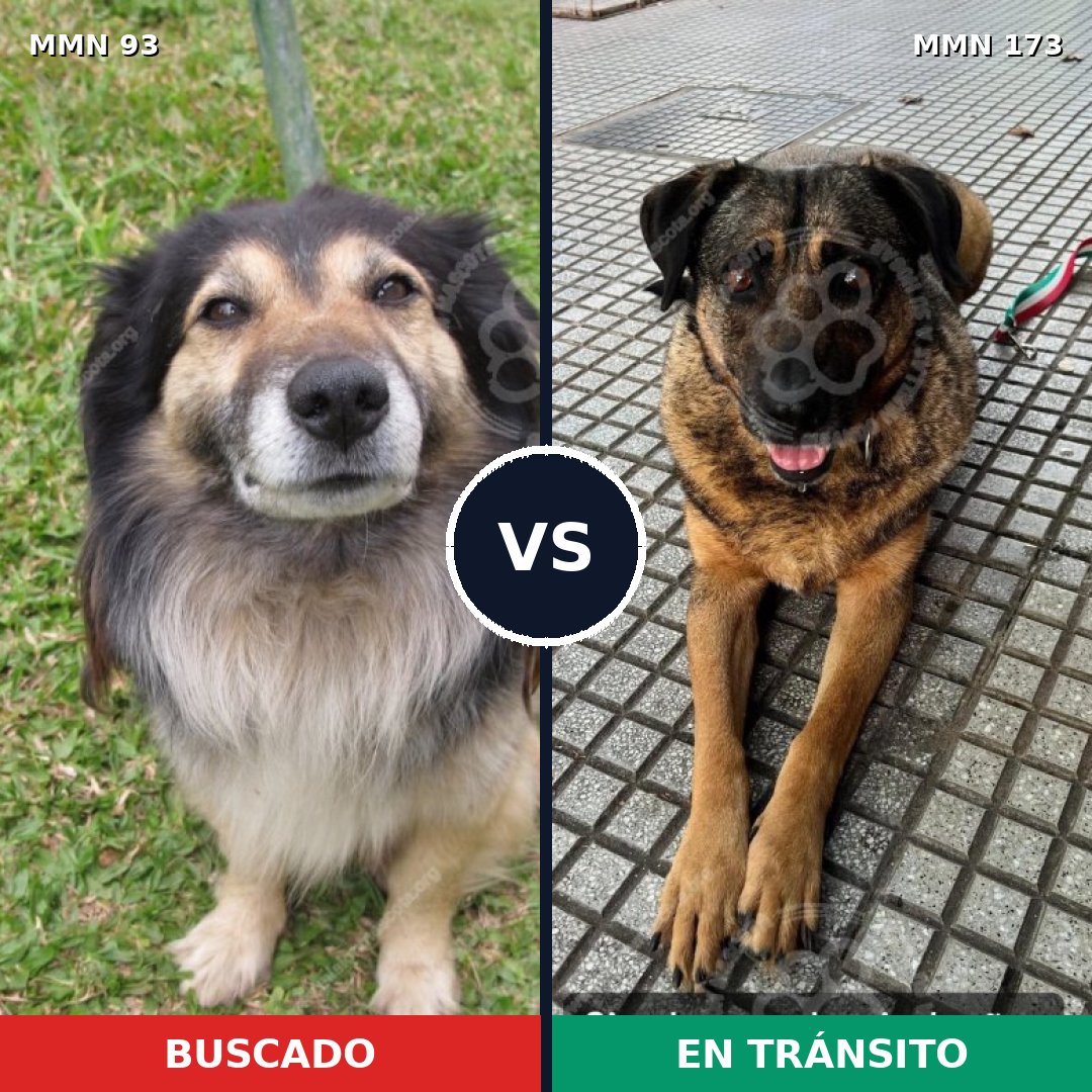 Comparativa MMS 2826: mascota perdida y mascota encontrada, 32% de similitud