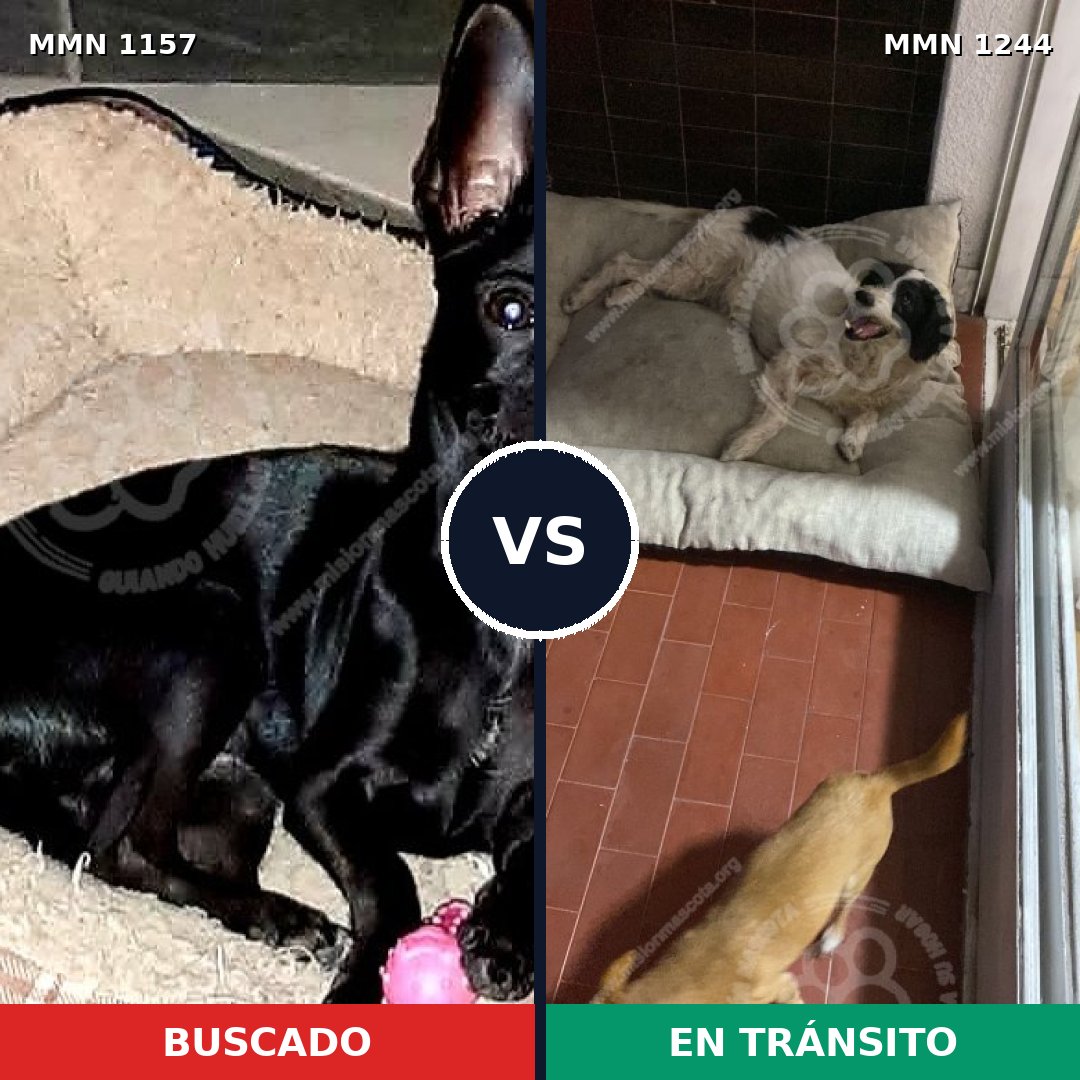 Comparativa MMS 28261: mascota perdida y mascota encontrada, 38% de similitud