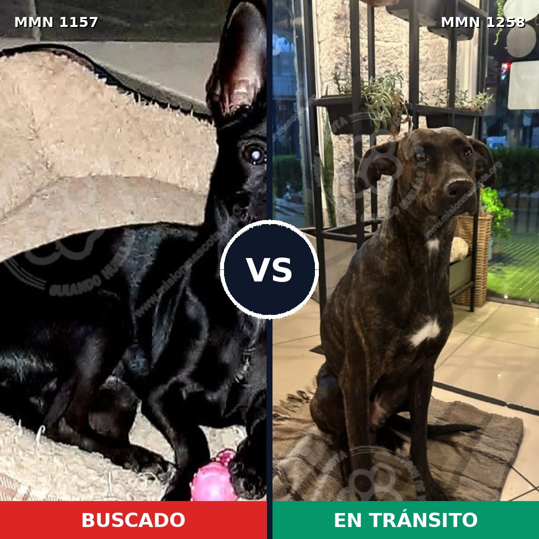 Comparativa MMS 28262: mascota perdida y mascota encontrada, 46% de similitud