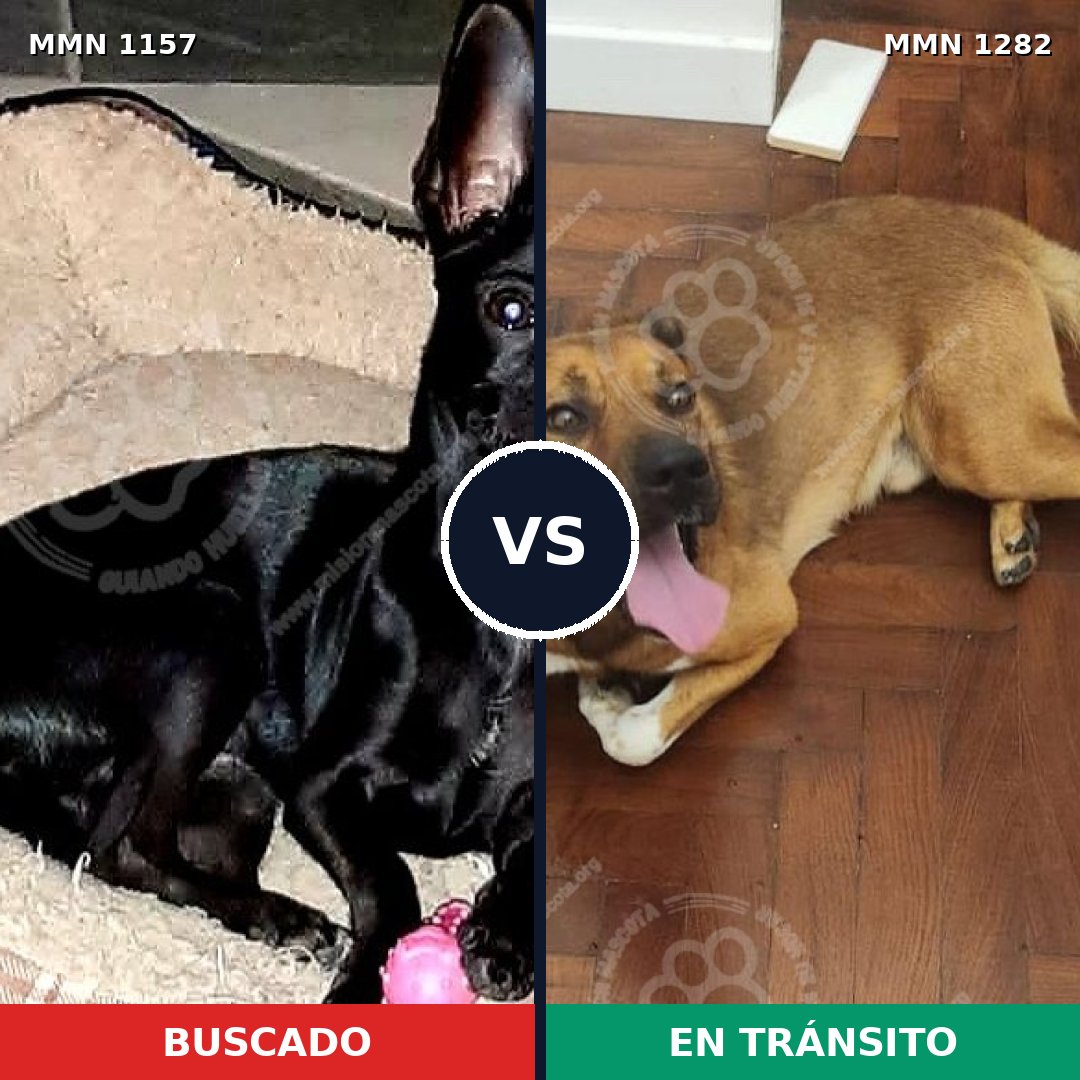 Comparativa MMS 28264: mascota perdida y mascota encontrada, 35% de similitud