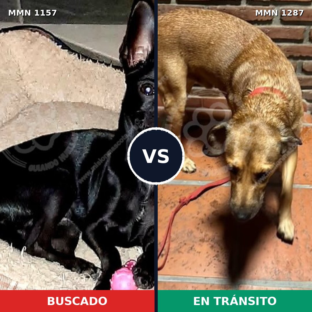 Comparativa MMS 28265: mascota perdida y mascota encontrada, 25% de similitud