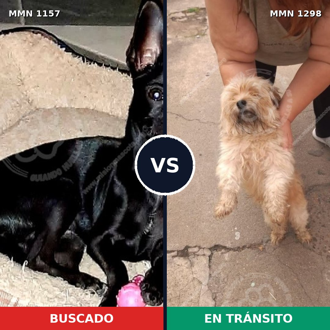 Comparativa MMS 28266: mascota perdida y mascota encontrada, 36% de similitud