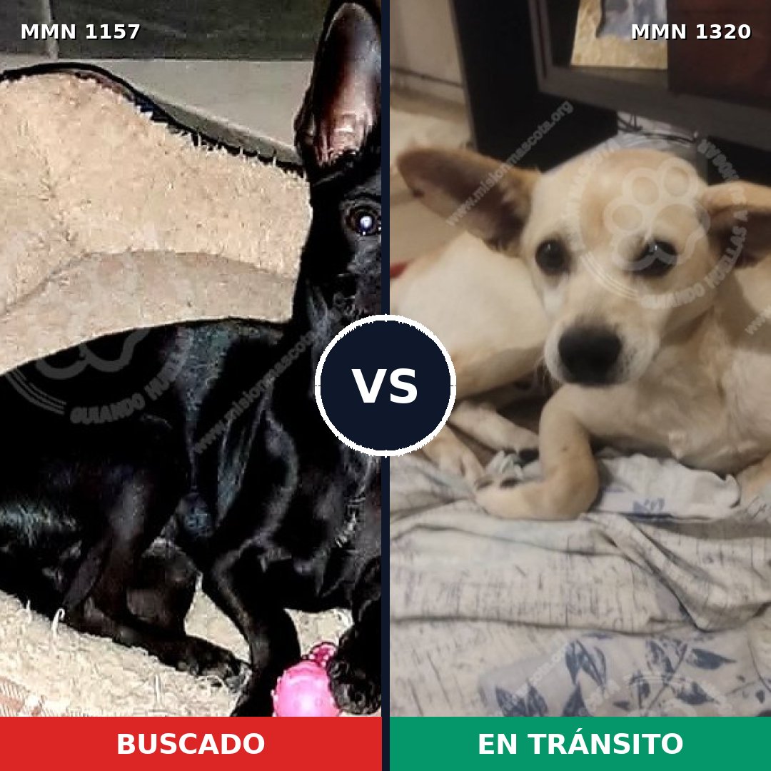 Comparativa MMS 28268: mascota perdida y mascota encontrada, 31% de similitud