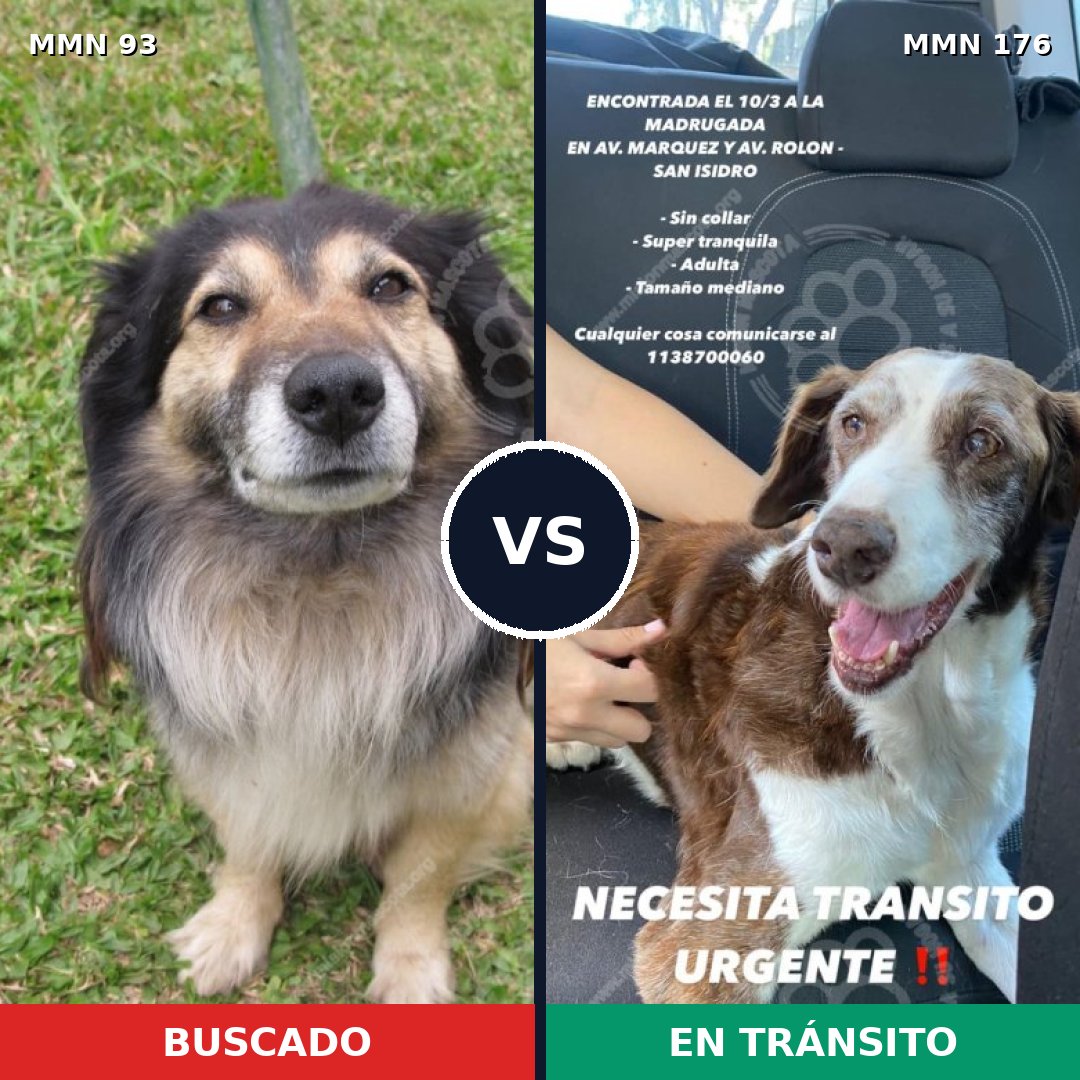 Comparativa MMS 2827: mascota perdida y mascota encontrada, 48% de similitud