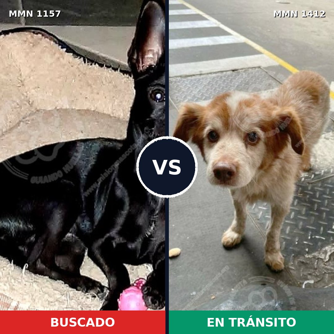 Comparativa MMS 28272: mascota perdida y mascota encontrada, 43% de similitud