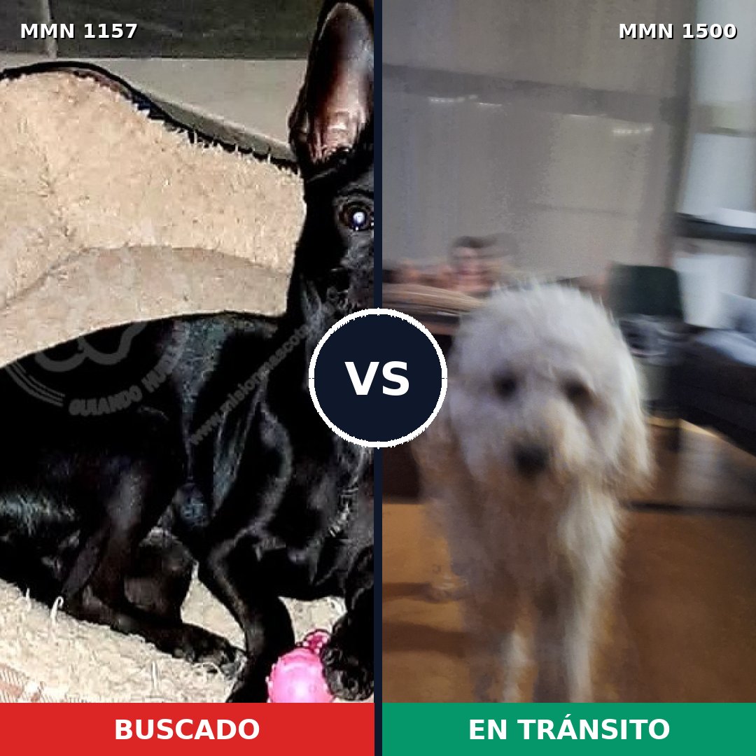 Comparativa MMS 28276: mascota perdida y mascota encontrada, 39% de similitud