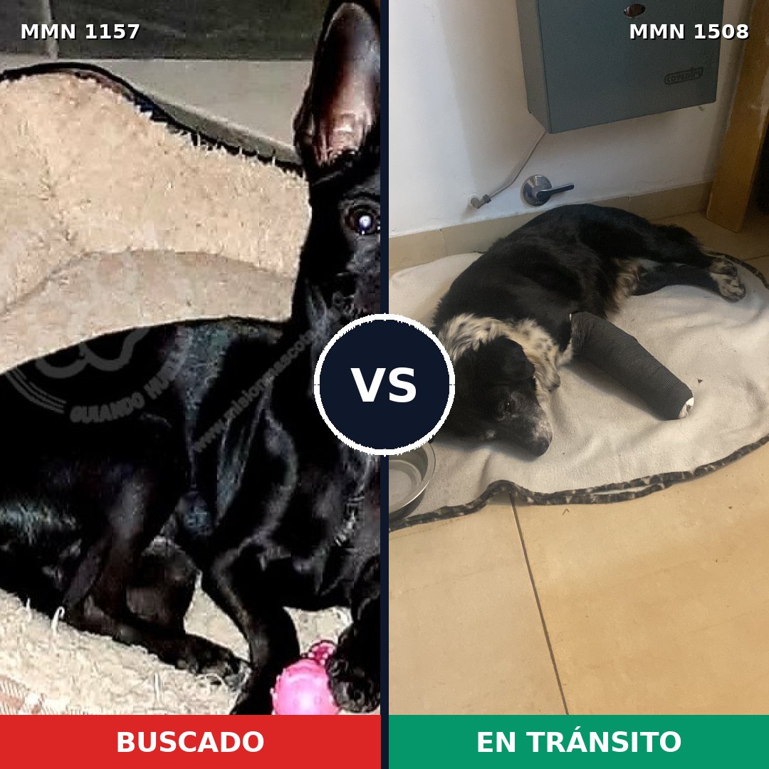 Comparativa MMS 28278: mascota perdida y mascota encontrada, 47% de similitud