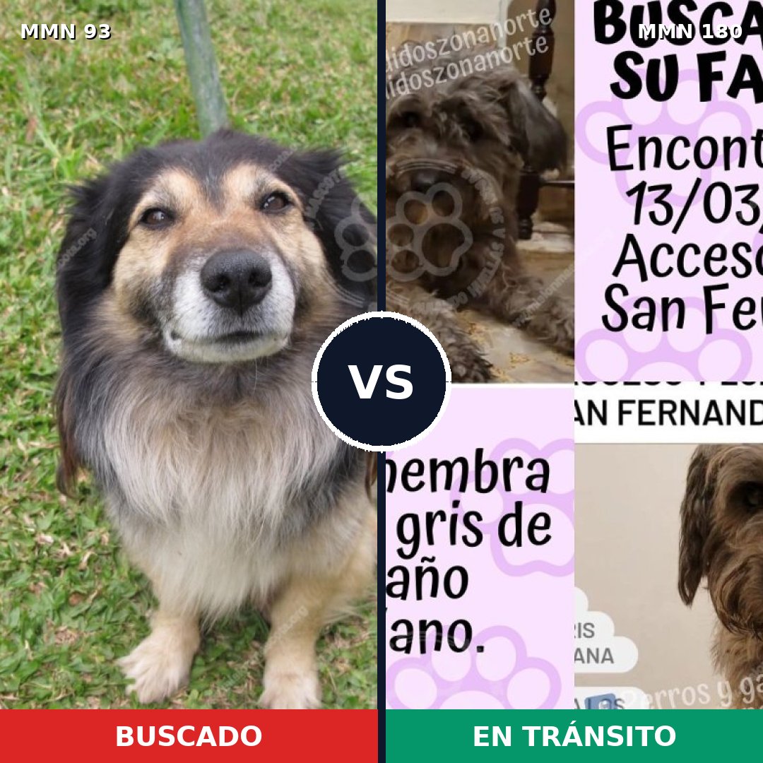 Comparativa MMS 2828: mascota perdida y mascota encontrada, 61% de similitud