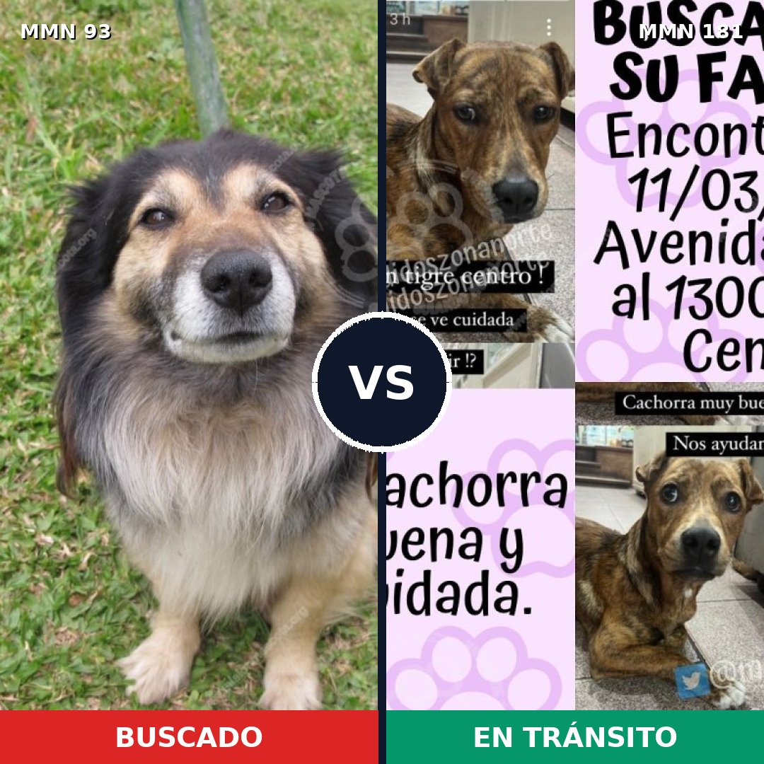 Comparativa MMS 2829: mascota perdida y mascota encontrada, 68% de similitud