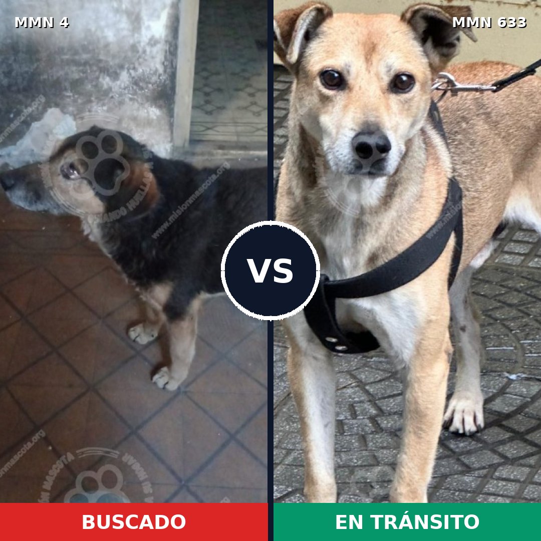 Comparativa MMS 283: mascota perdida y mascota encontrada, 75% de similitud