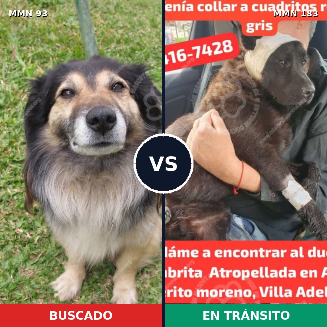 Comparativa MMS 2830: mascota perdida y mascota encontrada, 8% de similitud