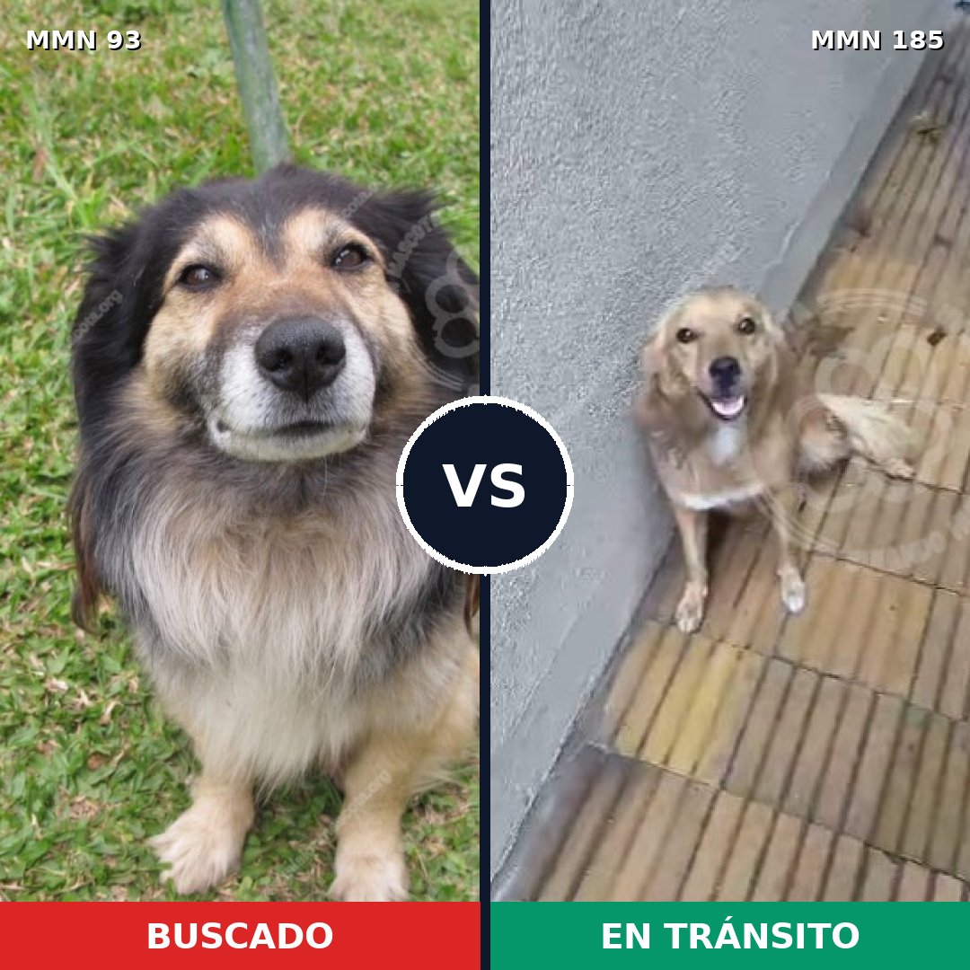 Comparativa MMS 2831: mascota perdida y mascota encontrada, 48% de similitud