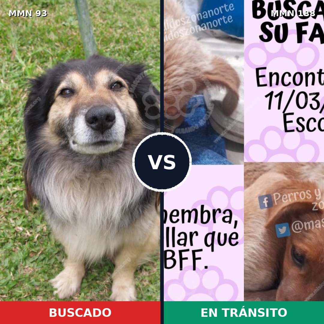 Comparativa MMS 2832: mascota perdida y mascota encontrada, 8% de similitud