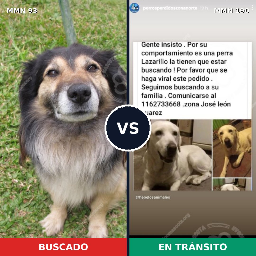 Comparativa MMS 2833: mascota perdida y mascota encontrada, 8% de similitud