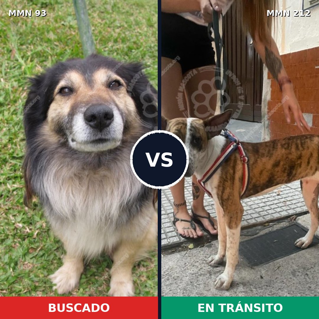 Comparativa MMS 2834: mascota perdida y mascota encontrada, 59% de similitud