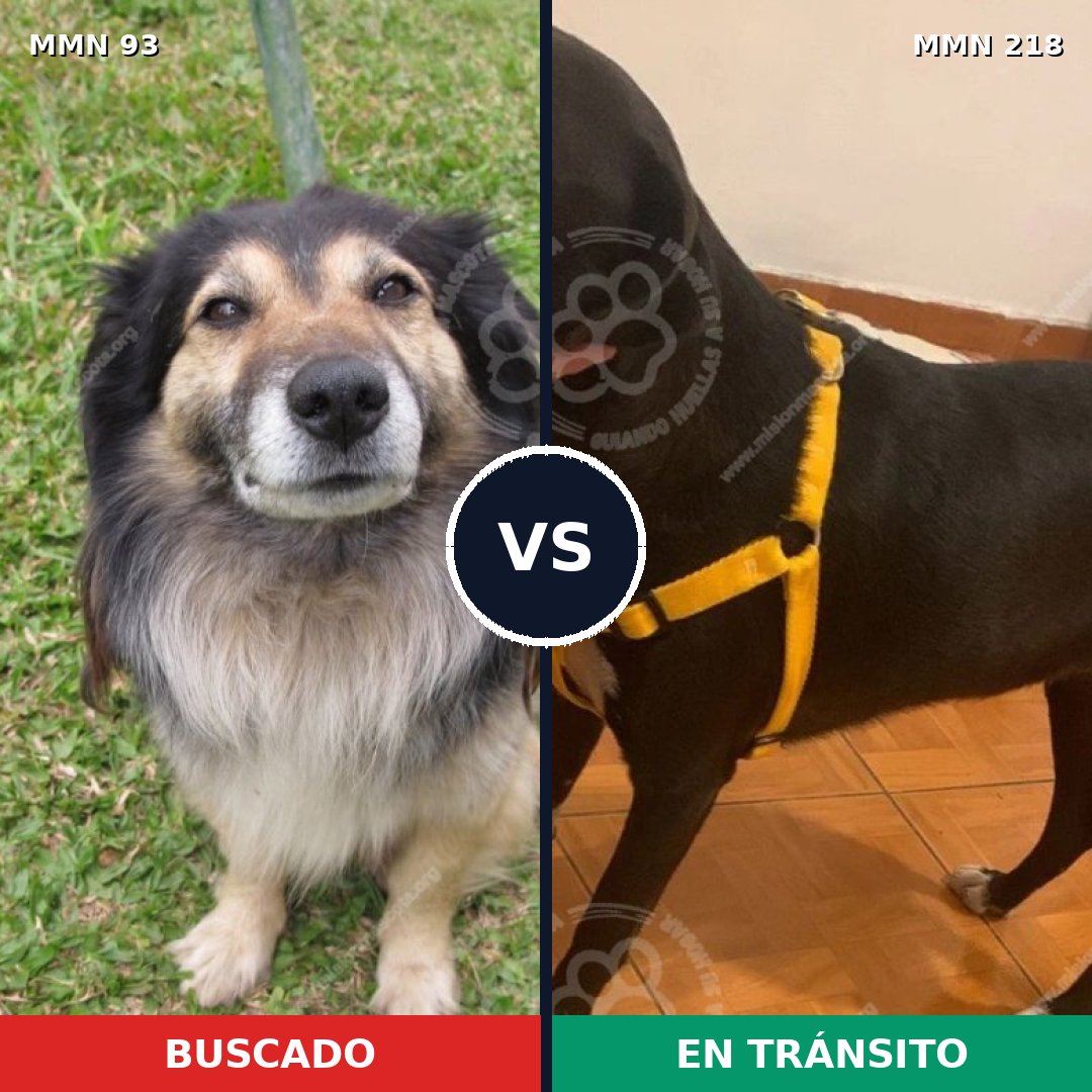 Comparativa MMS 2835: mascota perdida y mascota encontrada, 59% de similitud