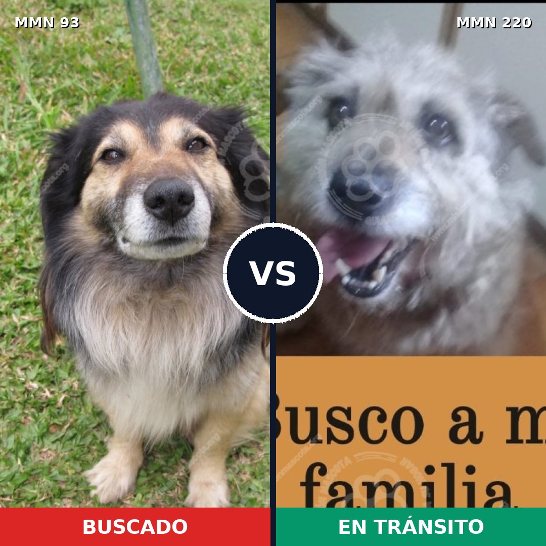 Comparativa MMS 2836: mascota perdida y mascota encontrada, 48% de similitud
