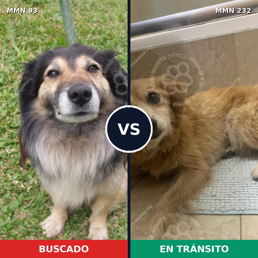 Comparativa MMS 2838: mascota perdida y mascota encontrada, 8% de similitud