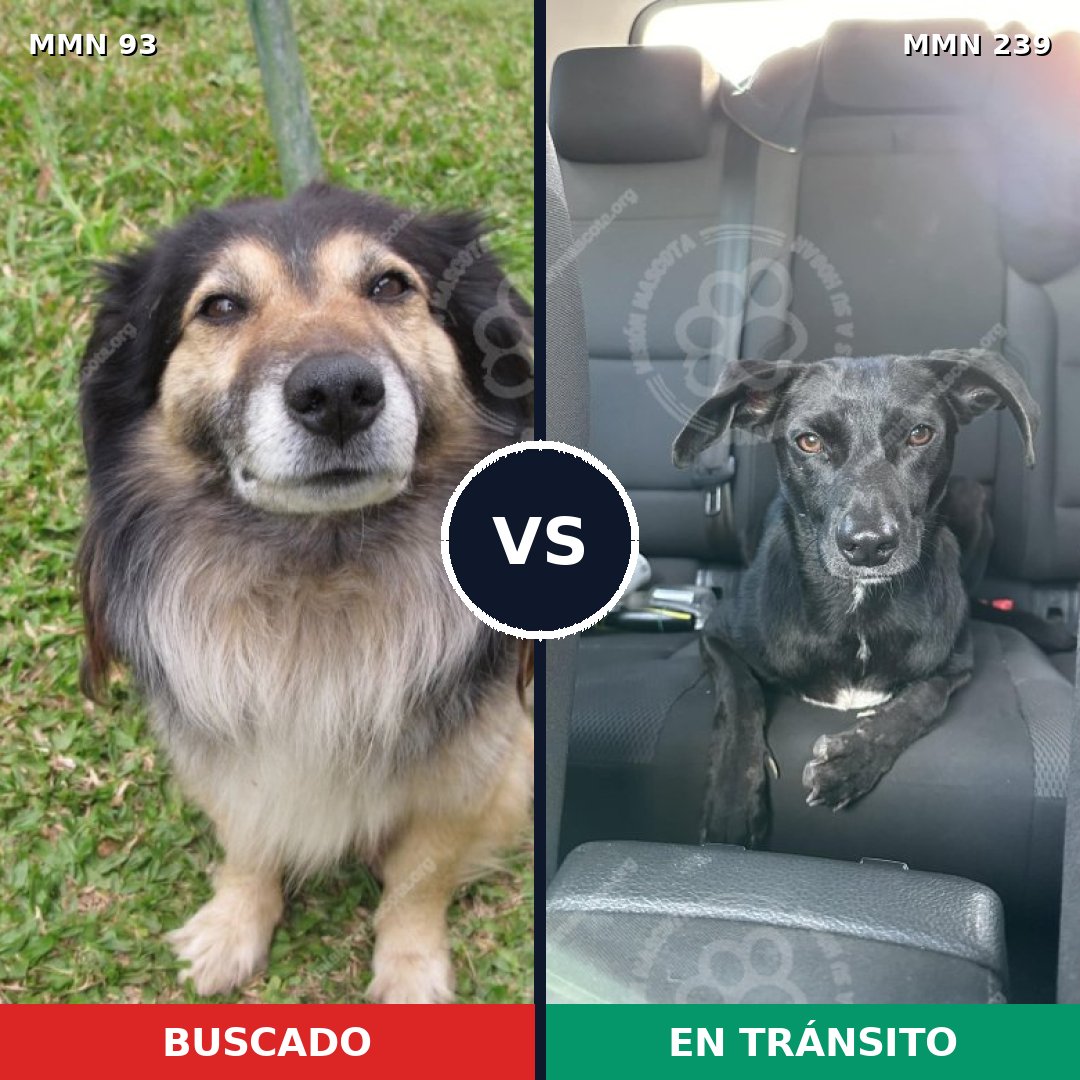 Comparativa MMS 2839: mascota perdida y mascota encontrada, 55% de similitud