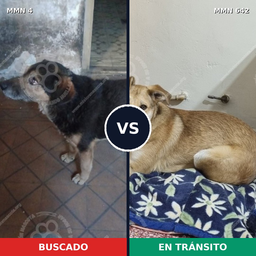 Comparativa MMS 284: mascota perdida y mascota encontrada, 62% de similitud