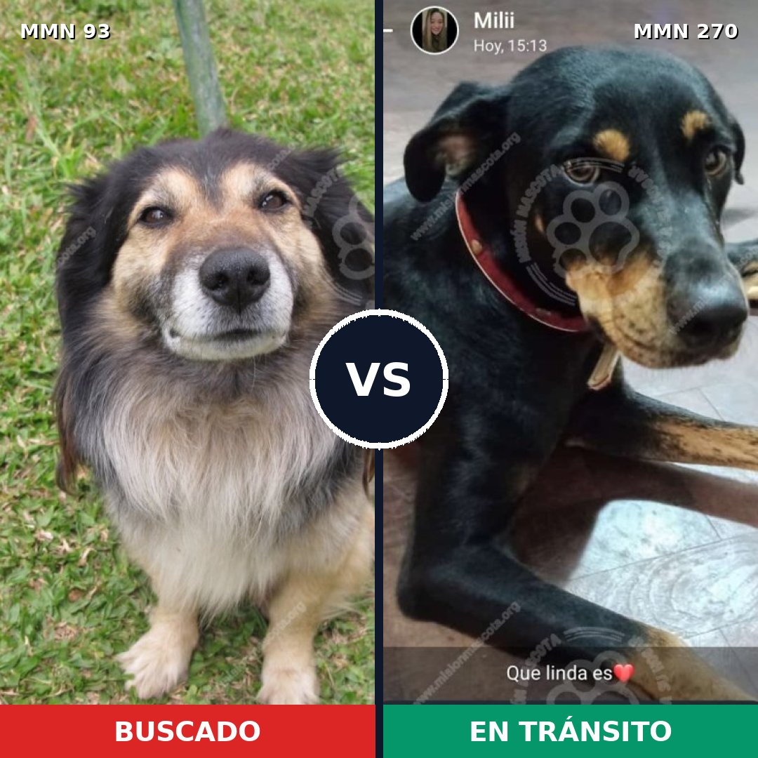 Comparativa MMS 2840: mascota perdida y mascota encontrada, 59% de similitud
