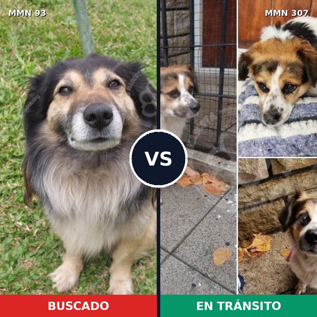 Comparativa MMS 2842: mascota perdida y mascota encontrada, 61% de similitud