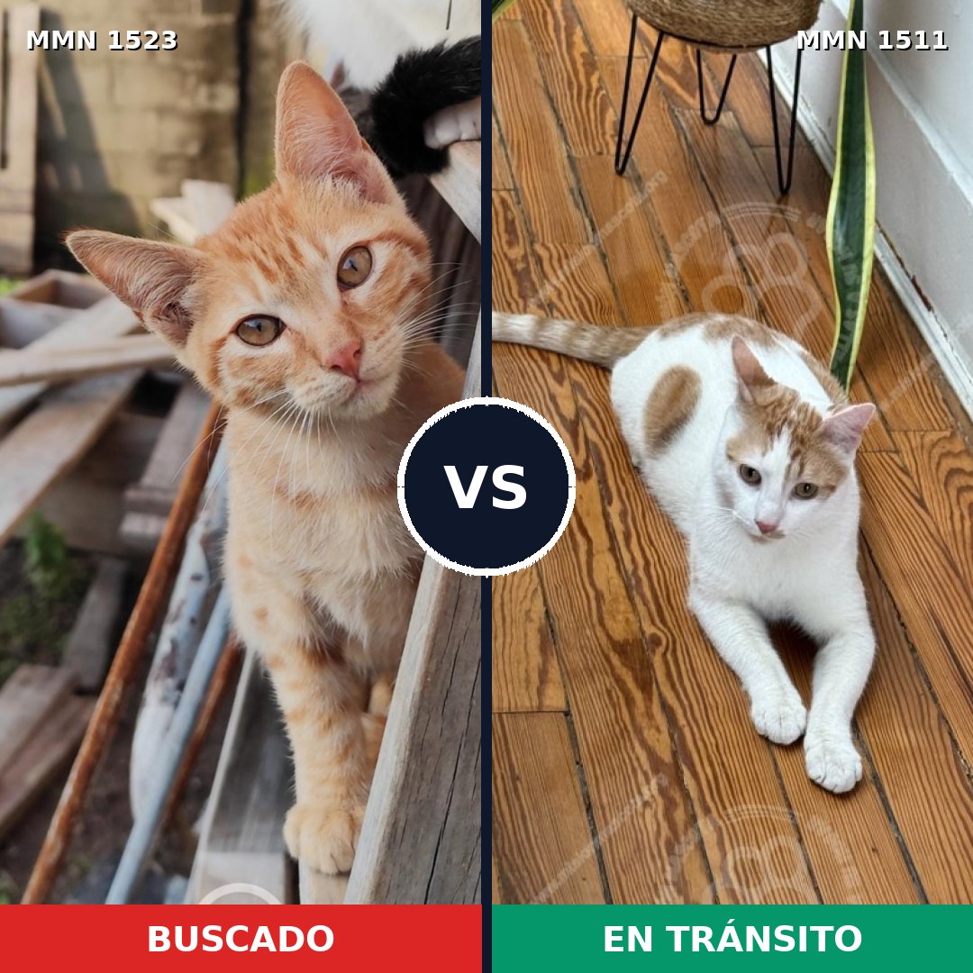 Comparativa MMS 28428: mascota perdida y mascota encontrada, 48% de similitud