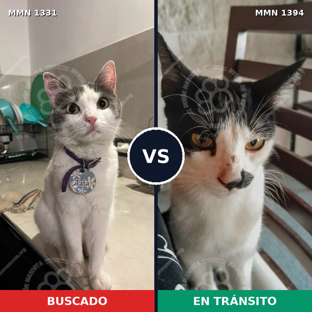 Comparativa MMS 28429: mascota perdida y mascota encontrada, 53% de similitud