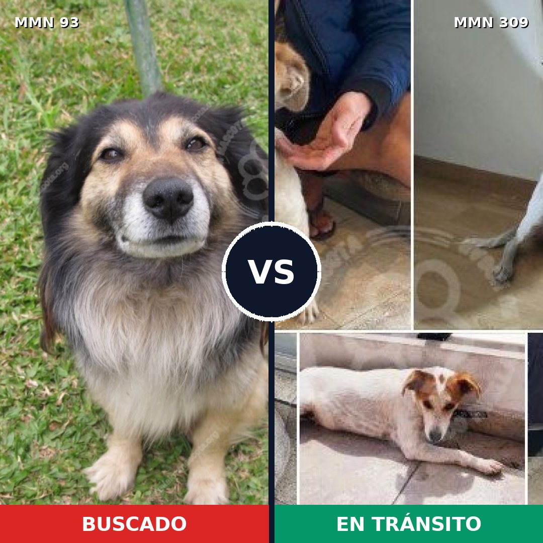 Comparativa MMS 2843: mascota perdida y mascota encontrada, 61% de similitud