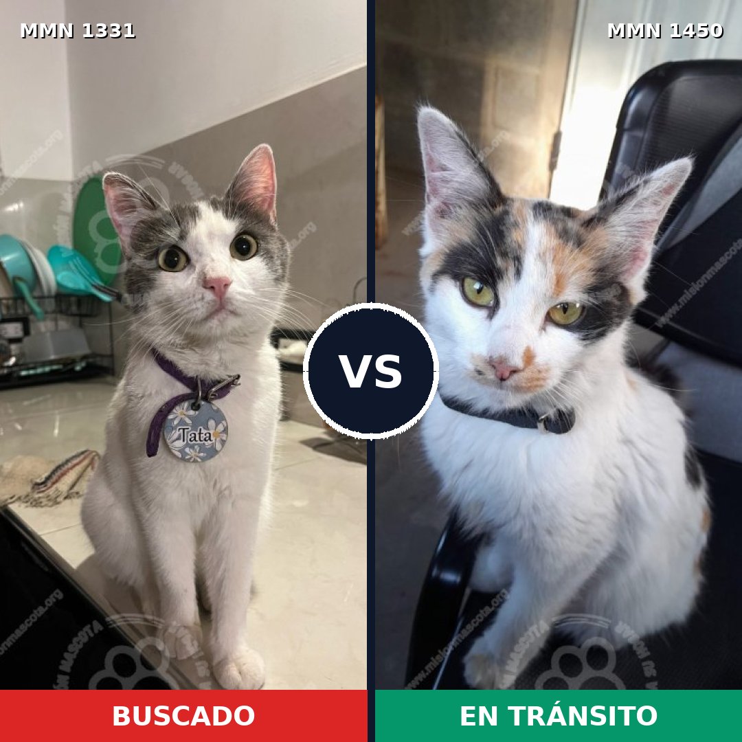 Comparativa MMS 28430: mascota perdida y mascota encontrada, 60% de similitud