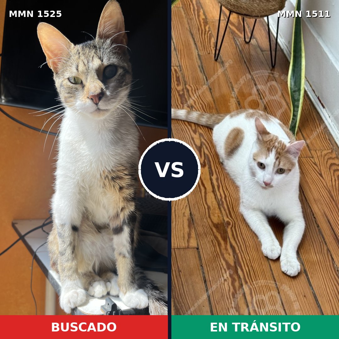Comparativa MMS 28433: mascota perdida y mascota encontrada, 77% de similitud