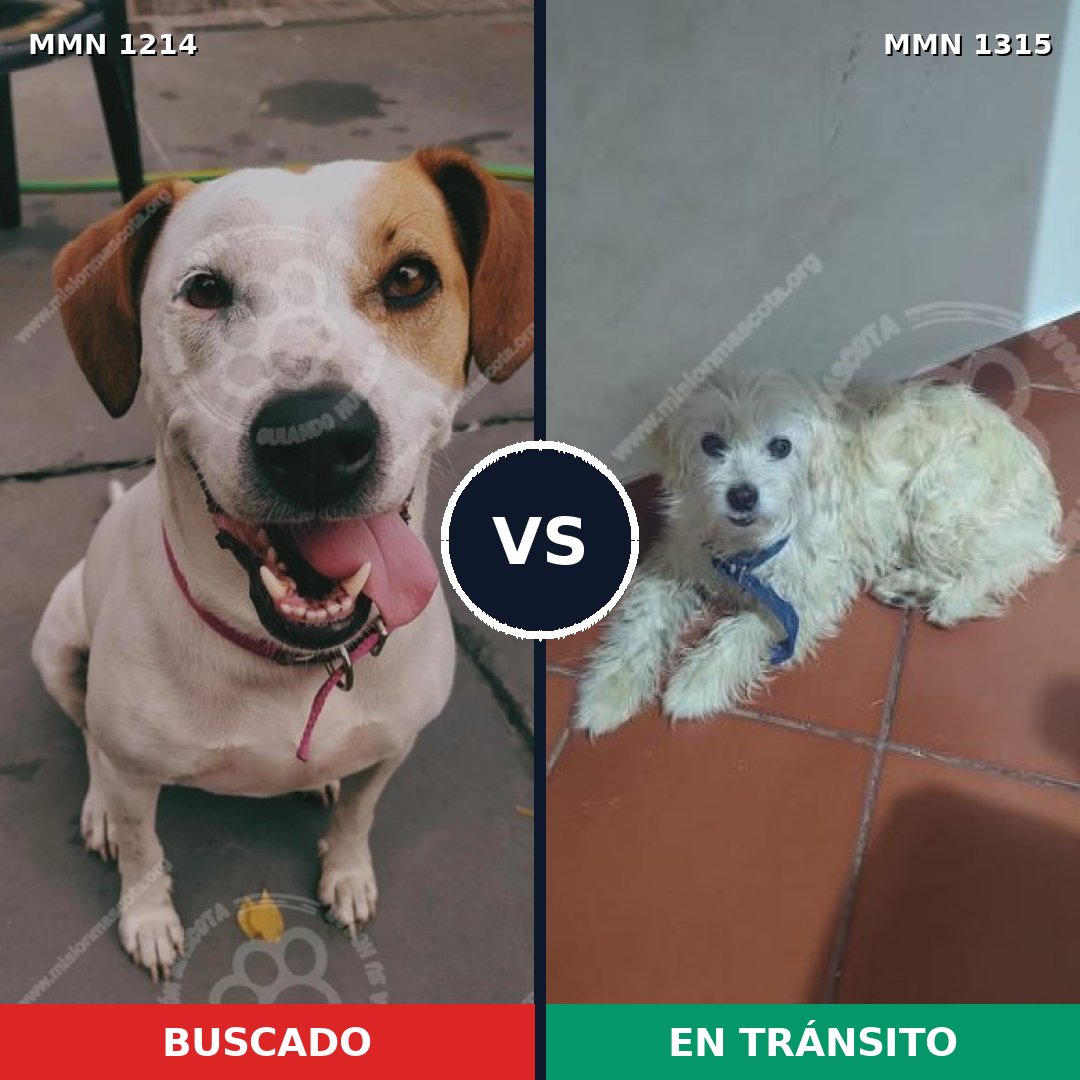 Comparativa MMS 28435: mascota perdida y mascota encontrada, 57% de similitud