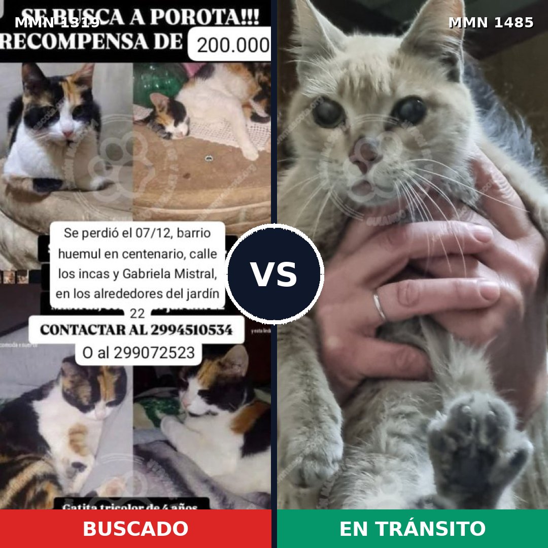 Comparativa MMS 28439: mascota perdida y mascota encontrada, 60% de similitud