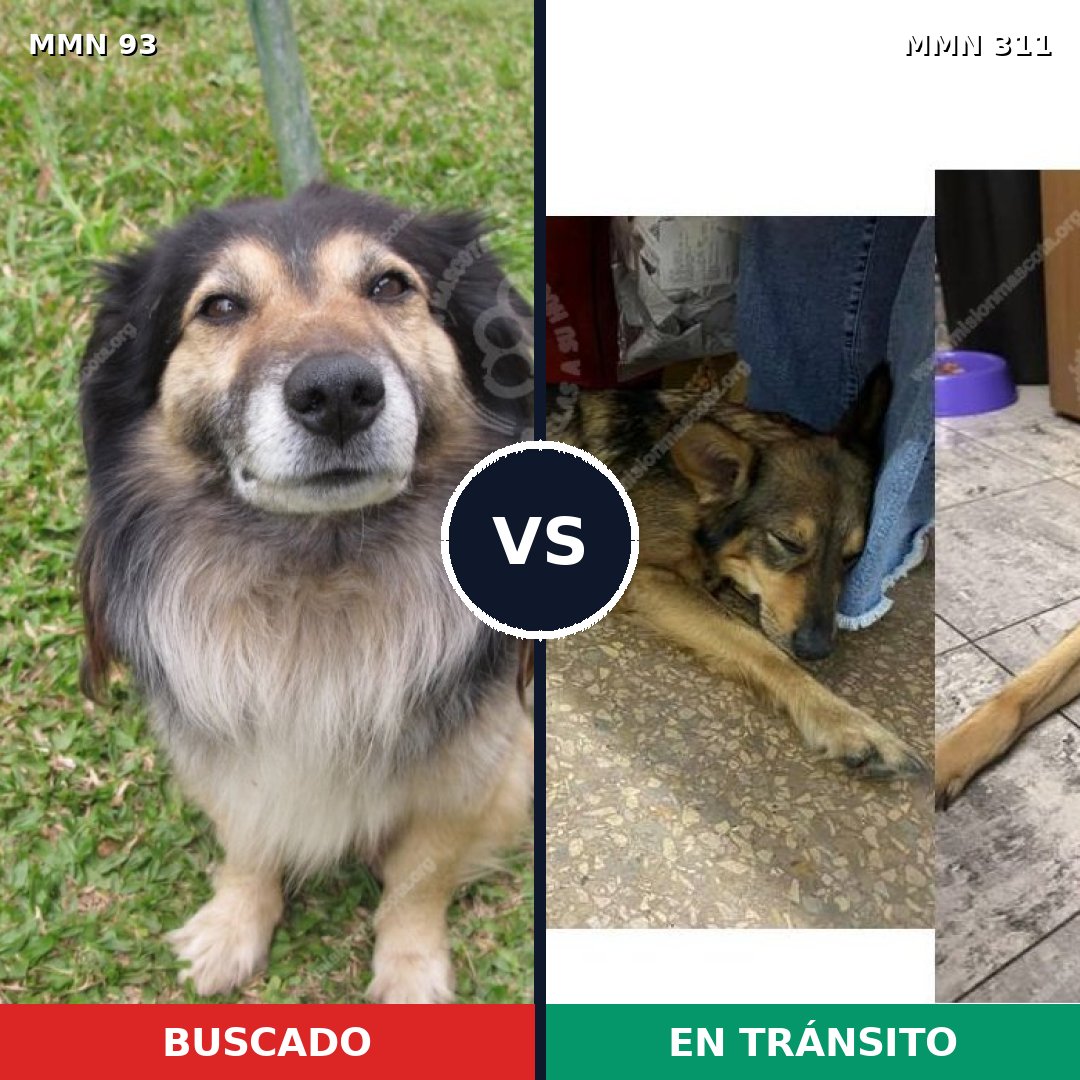 Comparativa MMS 2844: mascota perdida y mascota encontrada, 82% de similitud