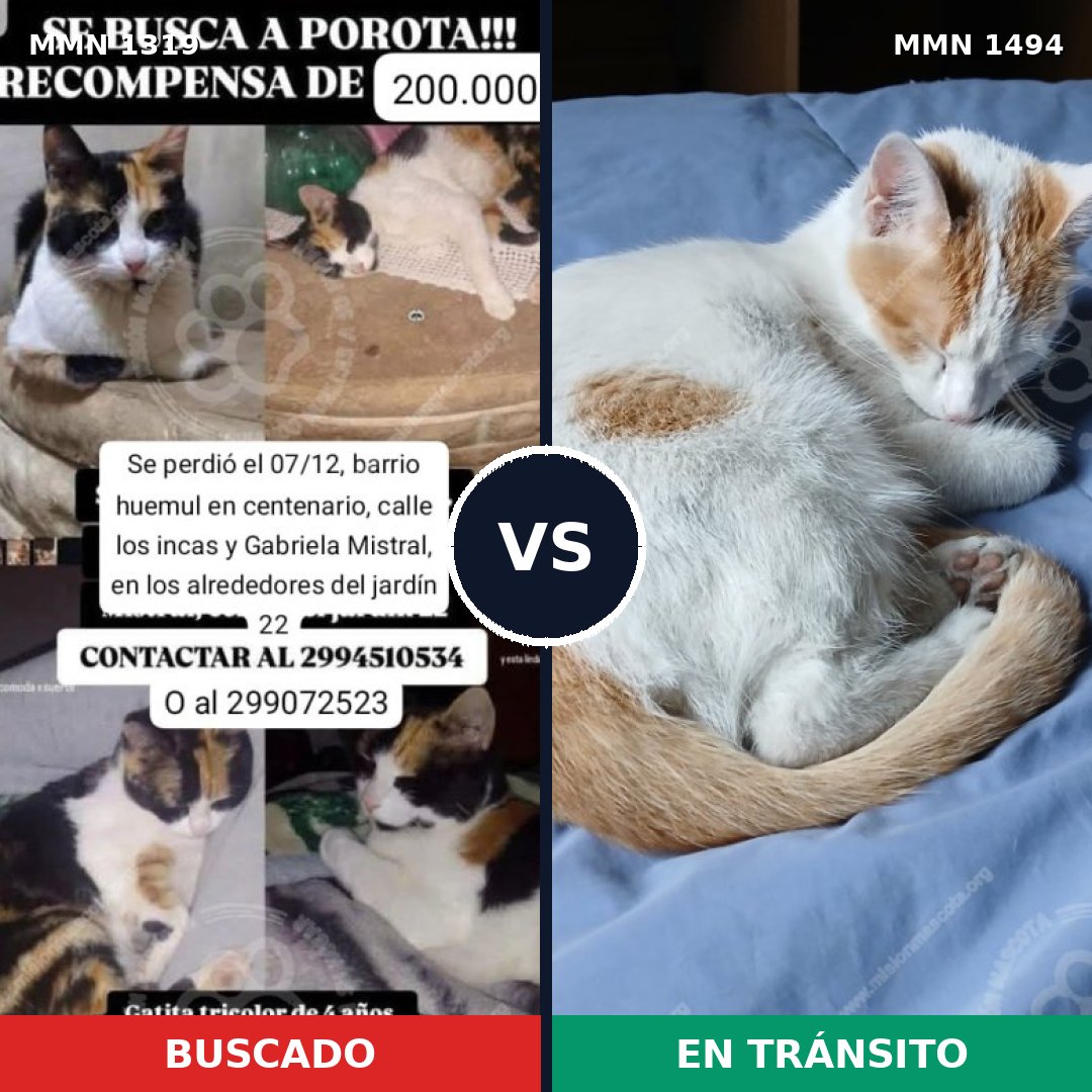 Comparativa MMS 28440: mascota perdida y mascota encontrada, 59% de similitud
