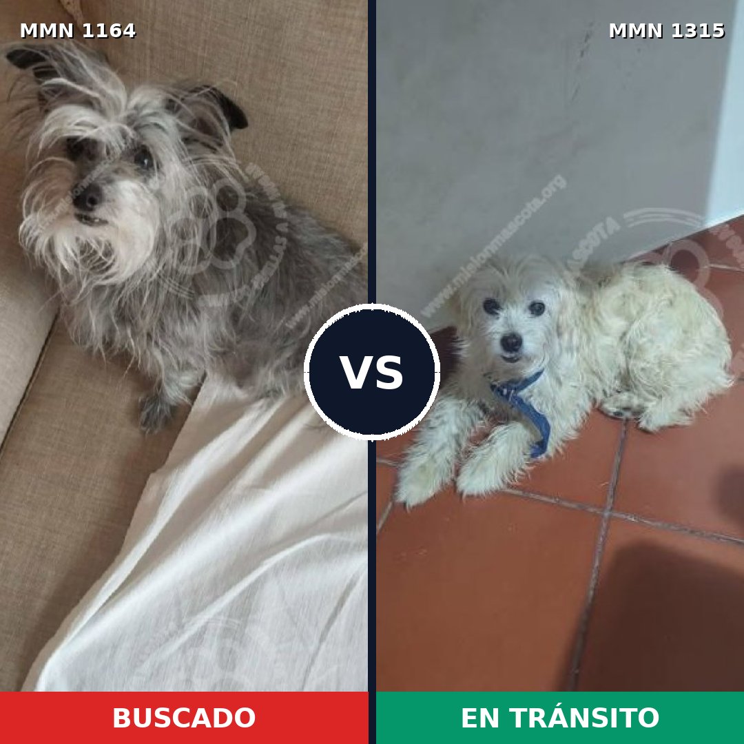 Comparativa MMS 28442: mascota perdida y mascota encontrada, 34% de similitud