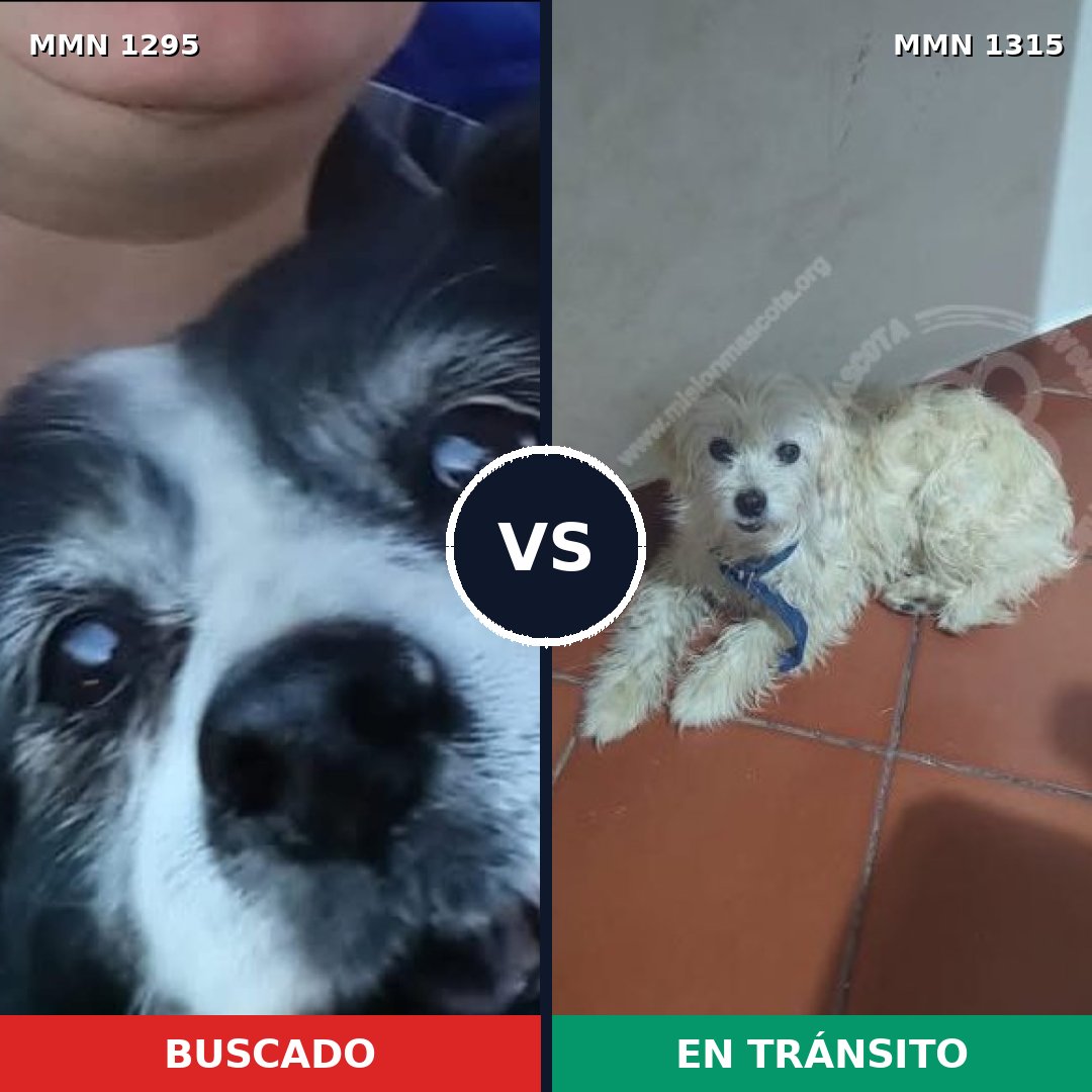 Comparativa MMS 28443: mascota perdida y mascota encontrada, 63% de similitud