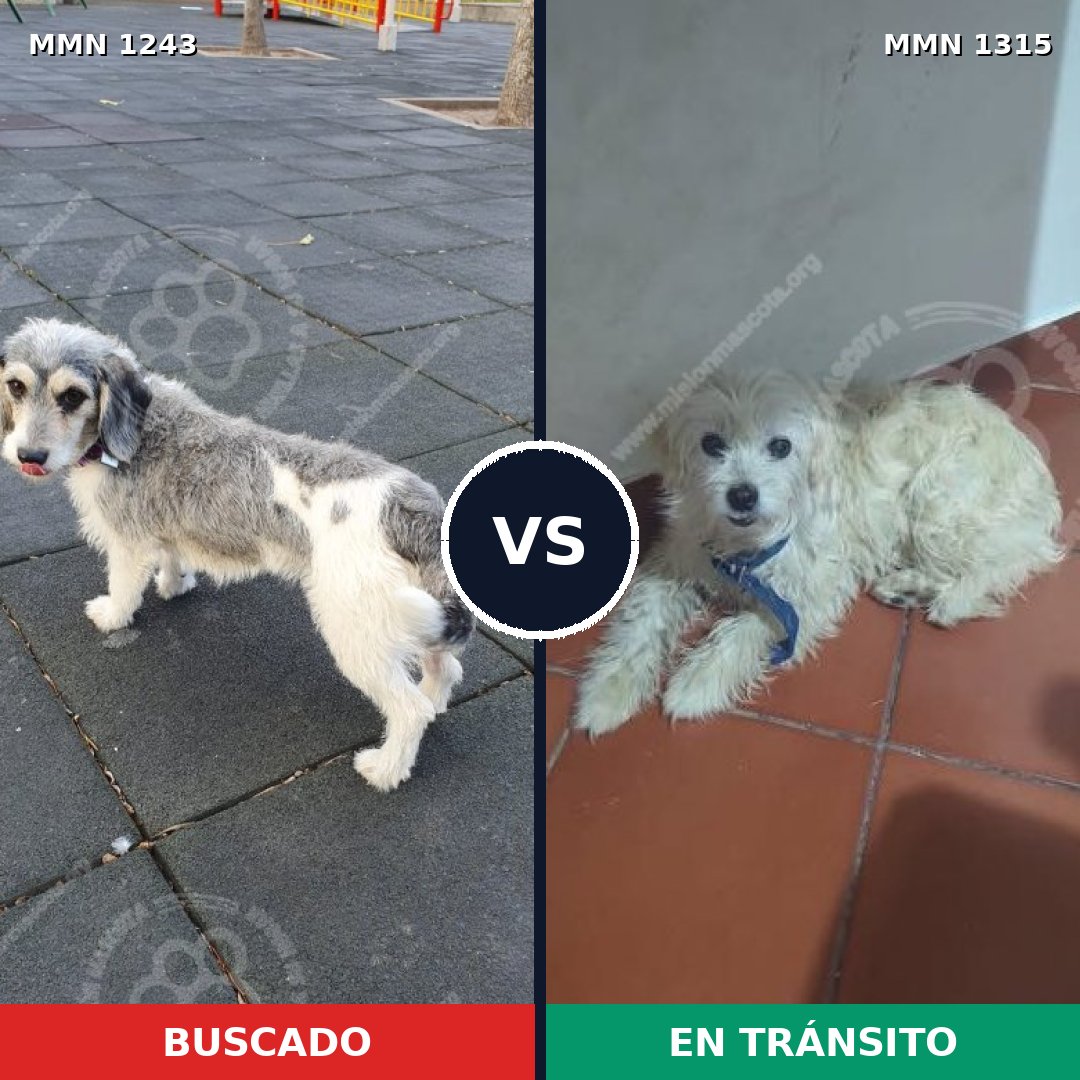 Comparativa MMS 28445: mascota perdida y mascota encontrada, 62% de similitud